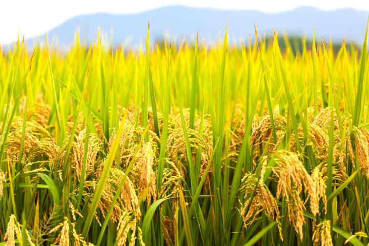 87个水稻新品种集体照亮相,这碗大米饭的"芯片"如何做强?_腾讯新闻