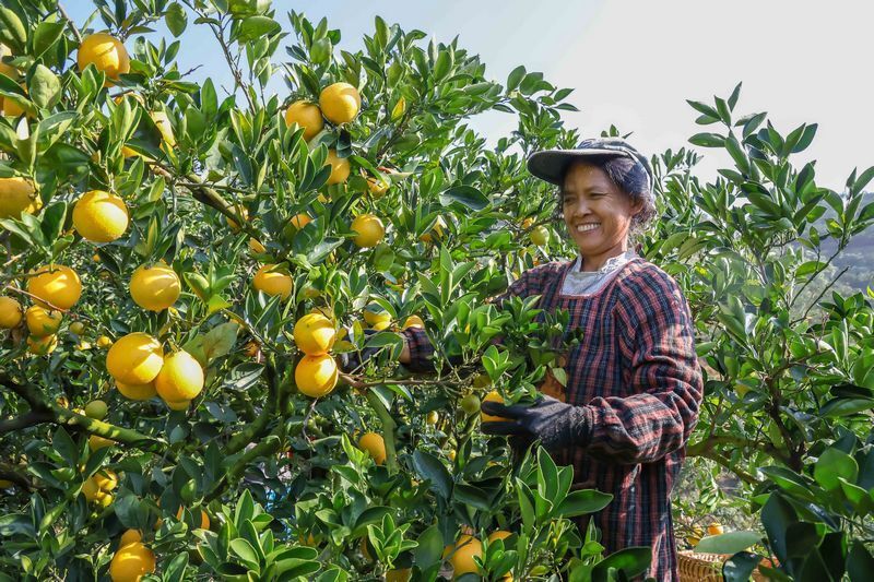 罗甸3万余亩脐橙丰收上市