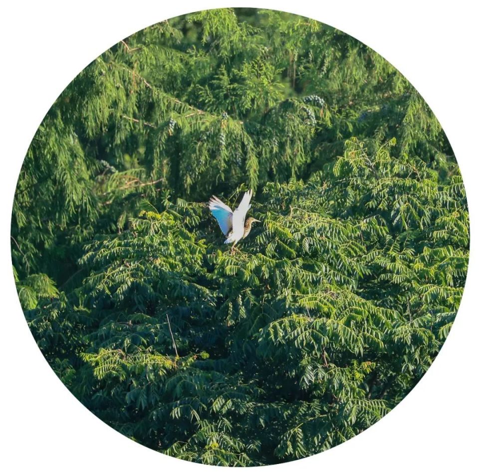 灵溪水景公园"白色精灵"起舞如仙子!