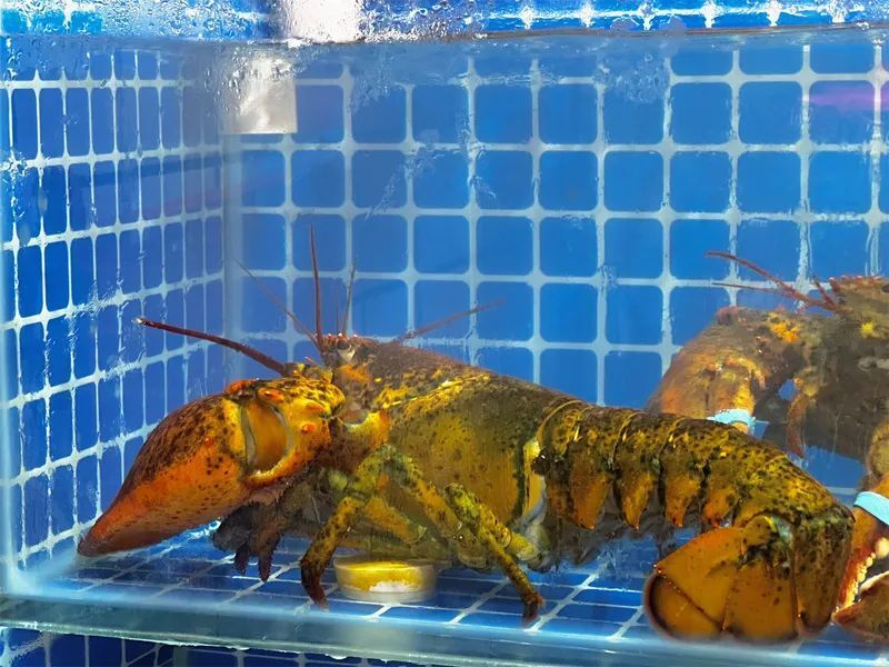 深圳的端午是个什么味