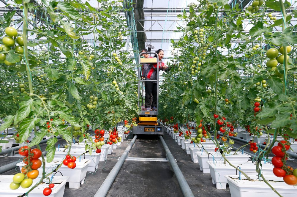 经济山东即墨设施农业春管忙