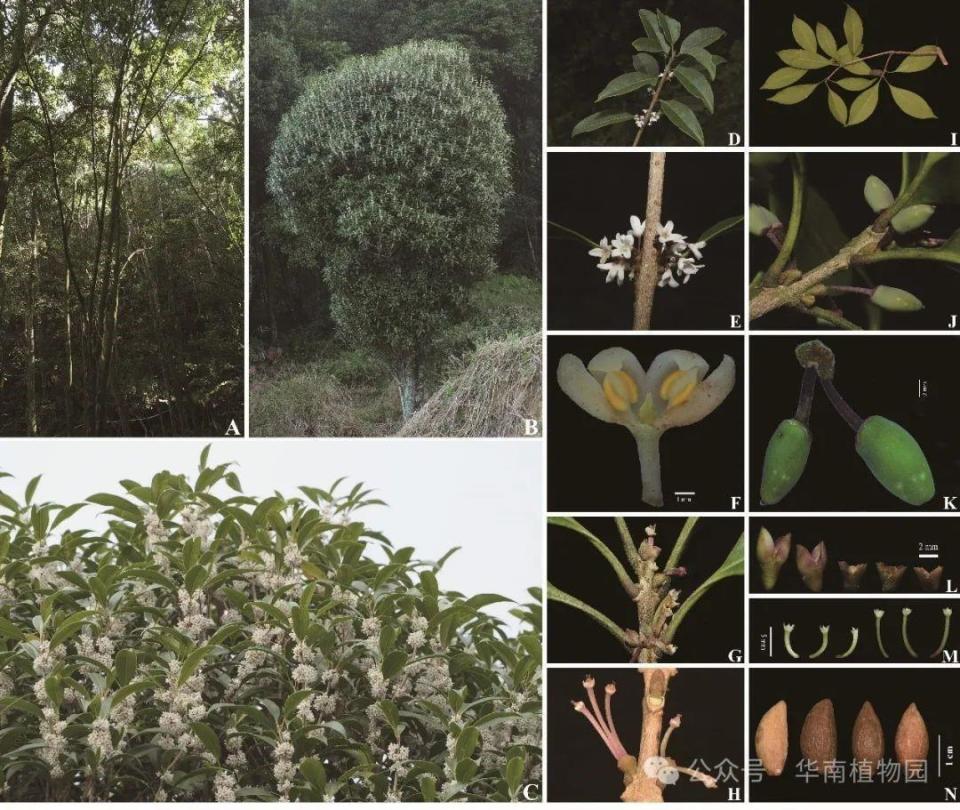 “消失”近百年的毛柄木樨成功“复活”，你闻过这种桂花香吗？_腾讯新闻