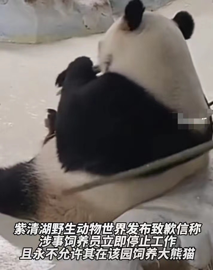 “用竹竿敲打大熊猫暖暖”饲养员被永久禁养引争议，园方：很多人求情