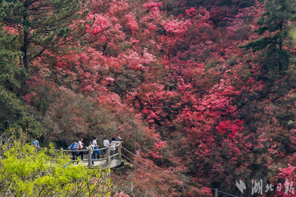 黄陂花木兰图片