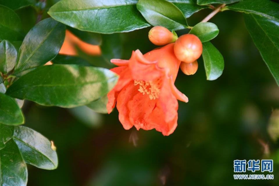 一朵花一座城市·陕西西安:榴花映丝路,山河诗长安