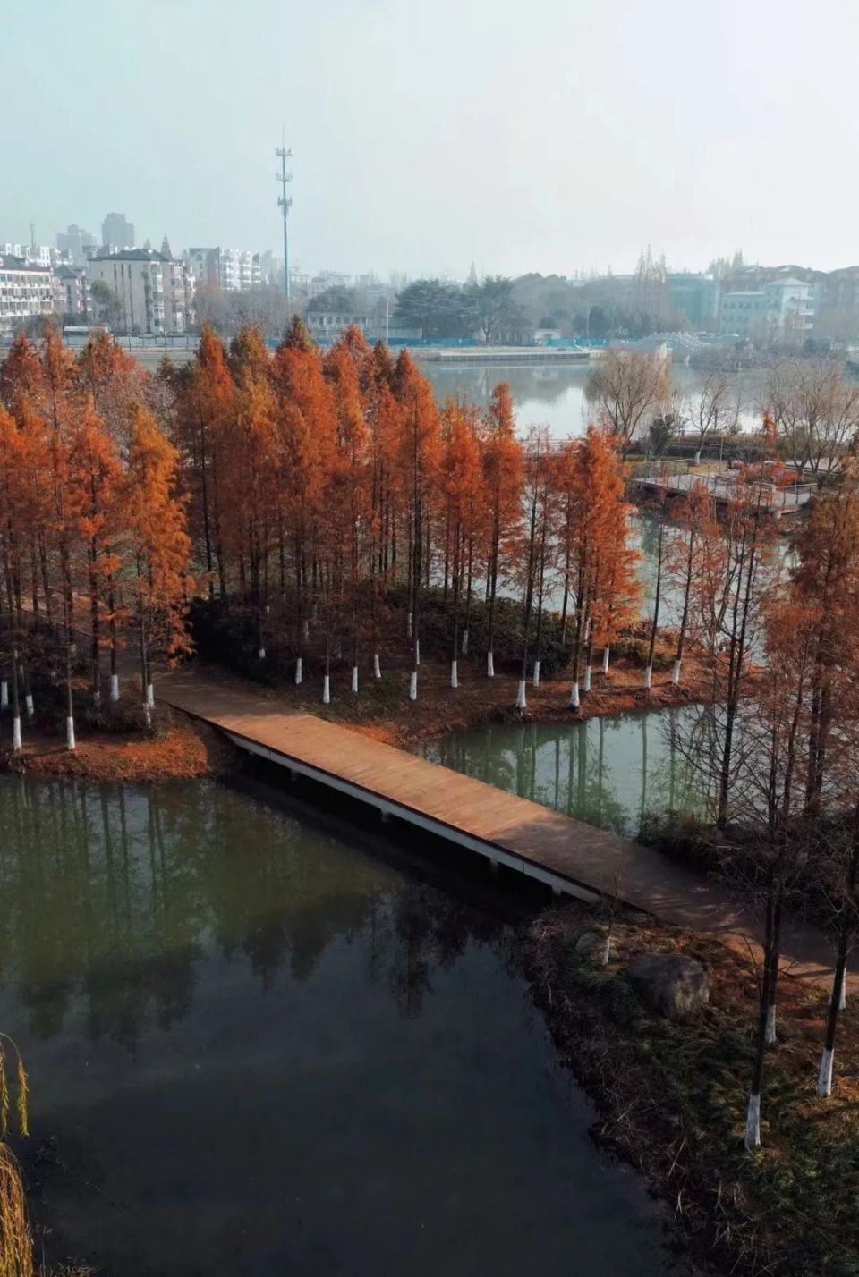 青浦水上森林公园地址图片