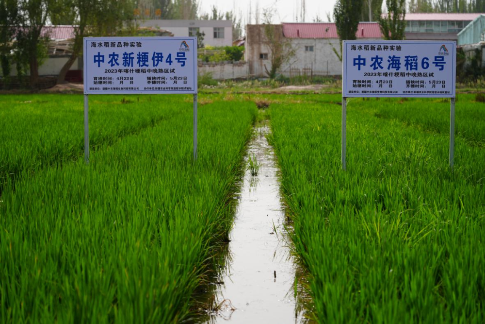 (深圳援疆前方指挥部 刘琳/摄)"深喀万亩海水稻基地"是深圳援疆企业中