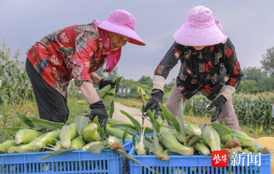 掰开就能吃,一咬可爆浆,句容首批"牛奶玉米"抢鲜上市