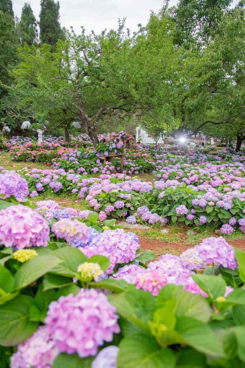 误入爱丽丝童话世界,这片绣球花海太好拍了
