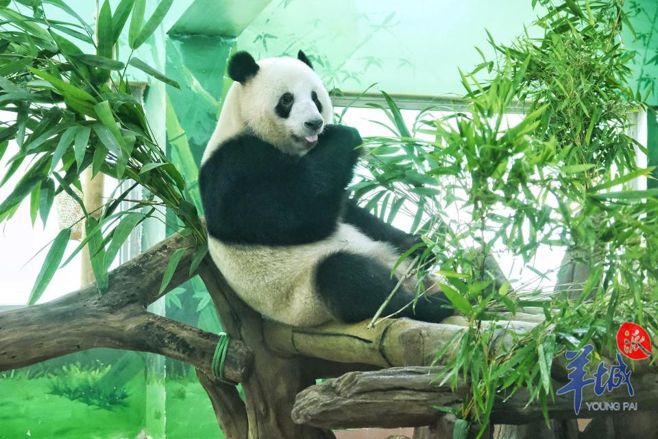 视频 图集 | 叹空调,饮靓汤,广州动物园"毛孩子"避暑有"凉方"