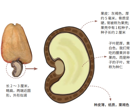 不熟的“亲戚”—腰果与杧果_腾讯新闻