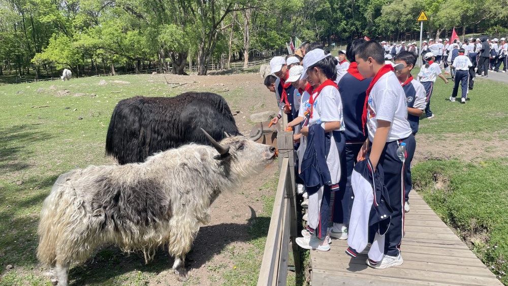 北京101中学羊驼图片