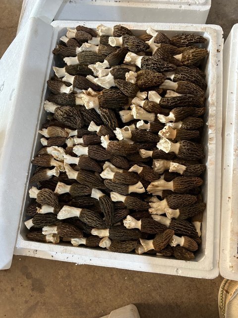 鲜嫩肥美玉溪华宁80余亩羊肚菌成熟啦