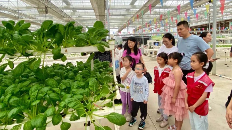 了解乐昌香芋组培脱毒种苗的栽培过程,实地参观无土栽培小白菜苗大棚