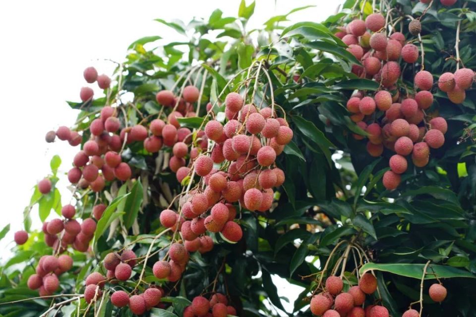 据了解,宜宾第十一届·叙州荔枝季开幕式将于7月14日在叙州区樟海镇