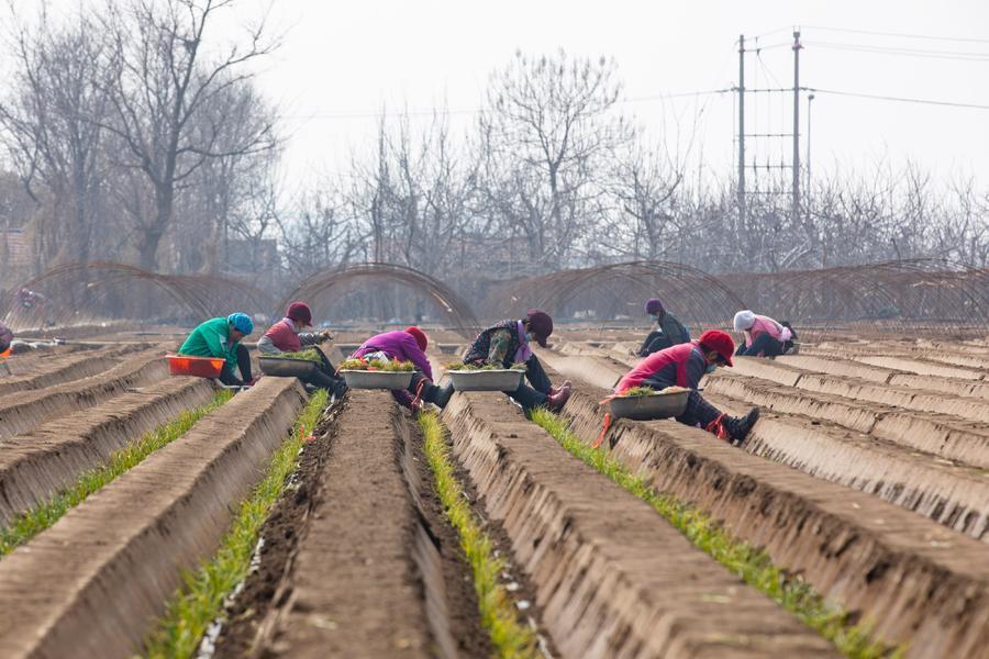 人勤春来早 田间播种忙
