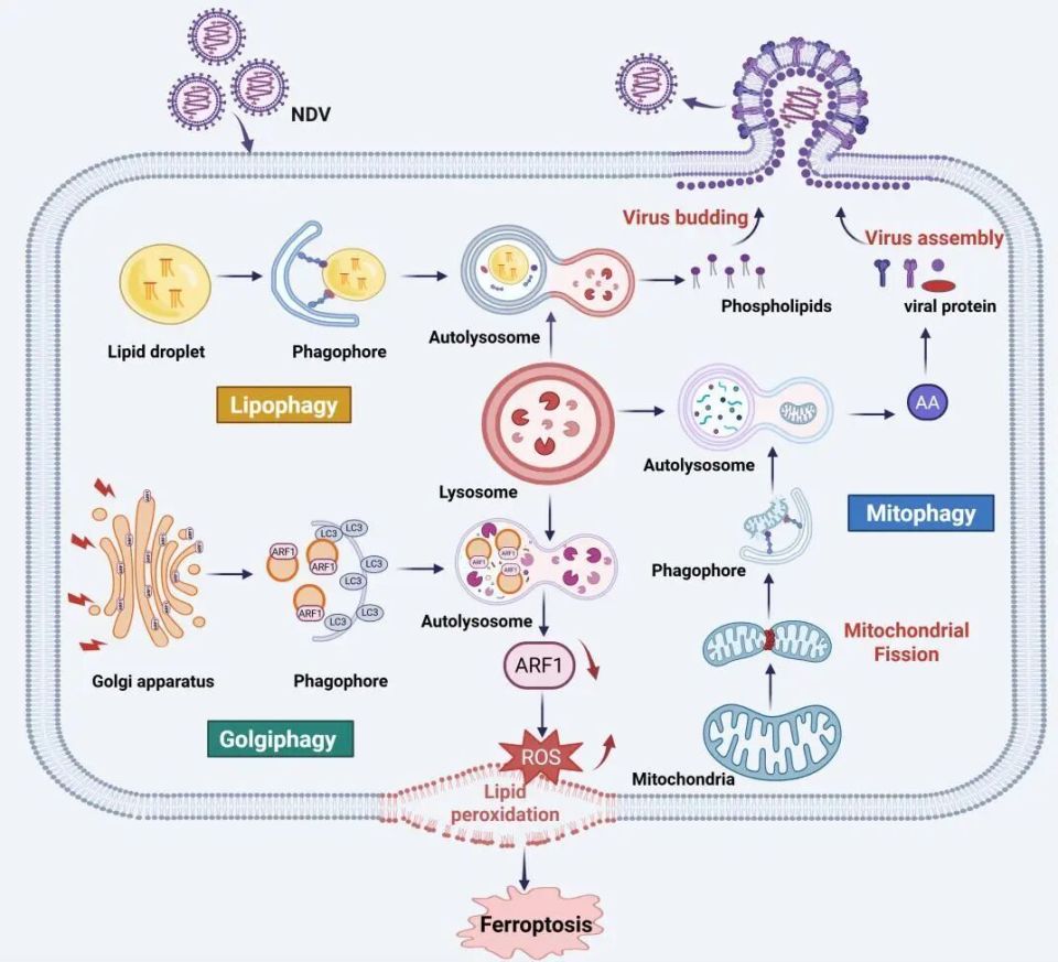 【前沿&进展】重磅！Autophagy三连发，揭示新城疫病毒通过细胞器选择性自噬调控病毒复制和细胞命运的新机制_腾讯新闻