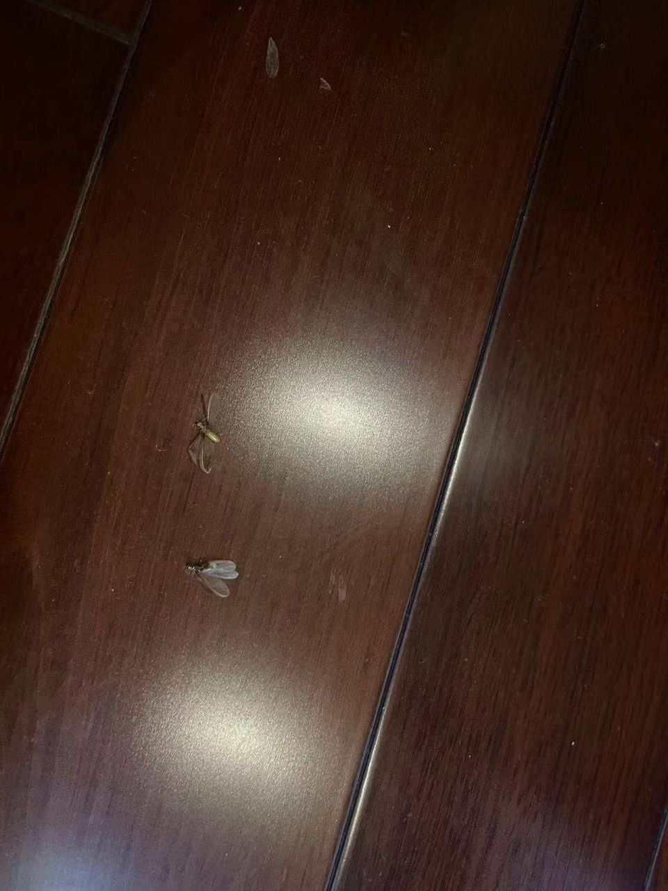 敲击出现空洞;墙角,墙基,橱柜门框缝隙处等出现泥线,排泄物等;木结构