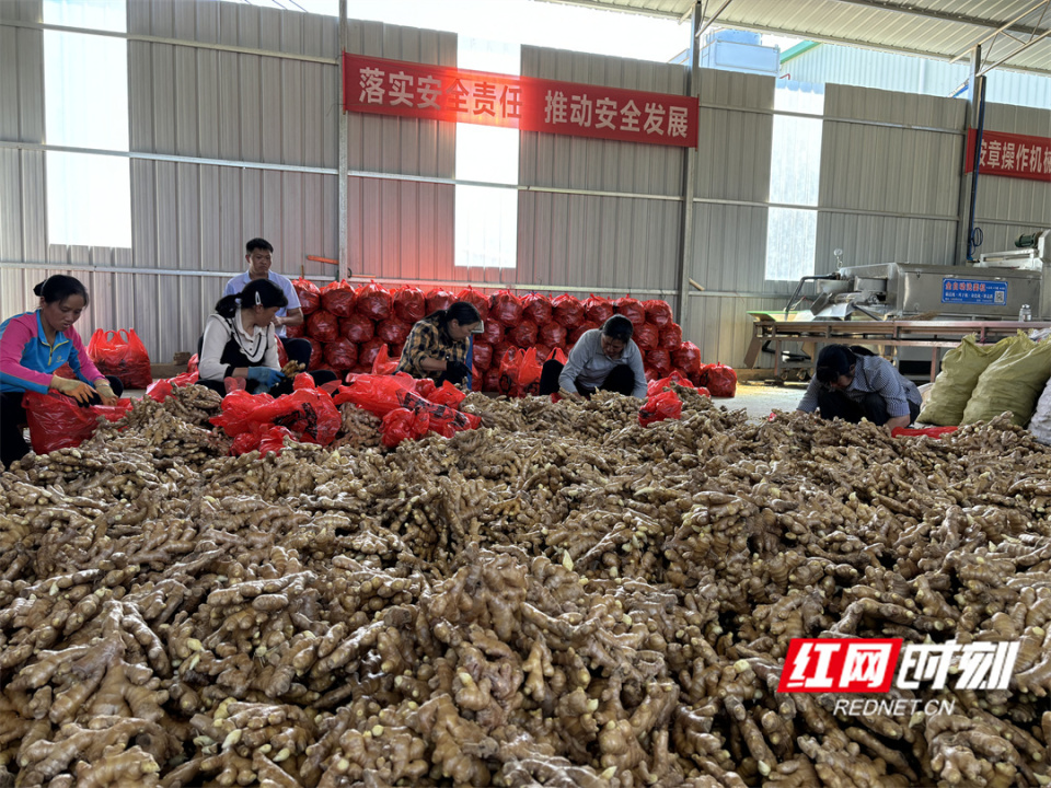 [南方生姜网-图片加载]