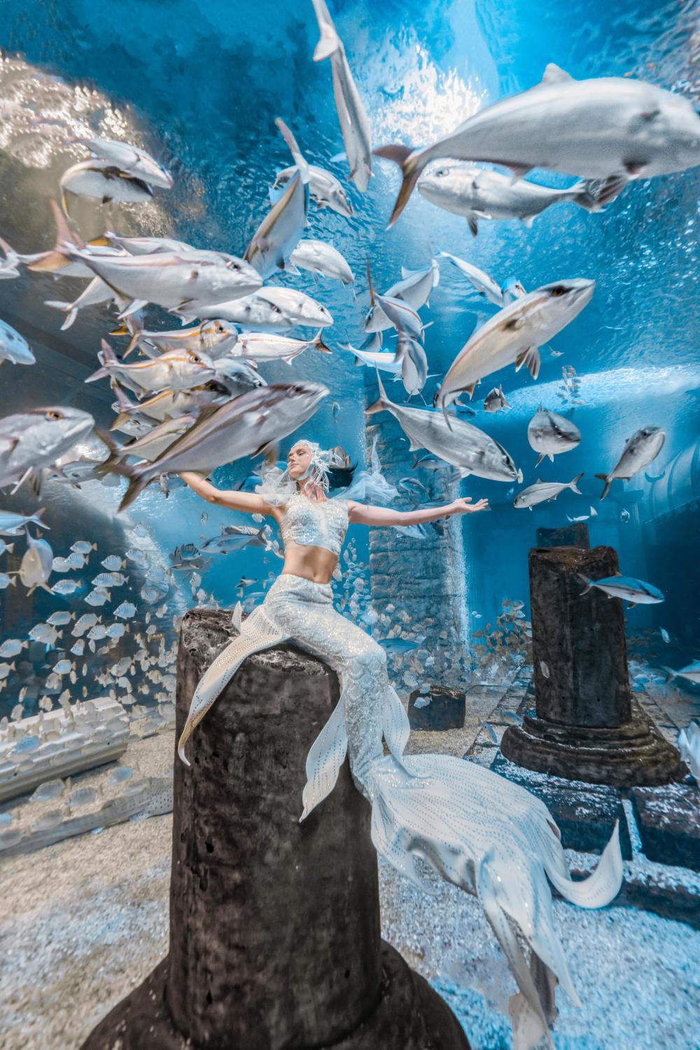 上新!正佳极地海洋世界美人鱼《鲛人魅影》全新上线 创作灵感首度曝光