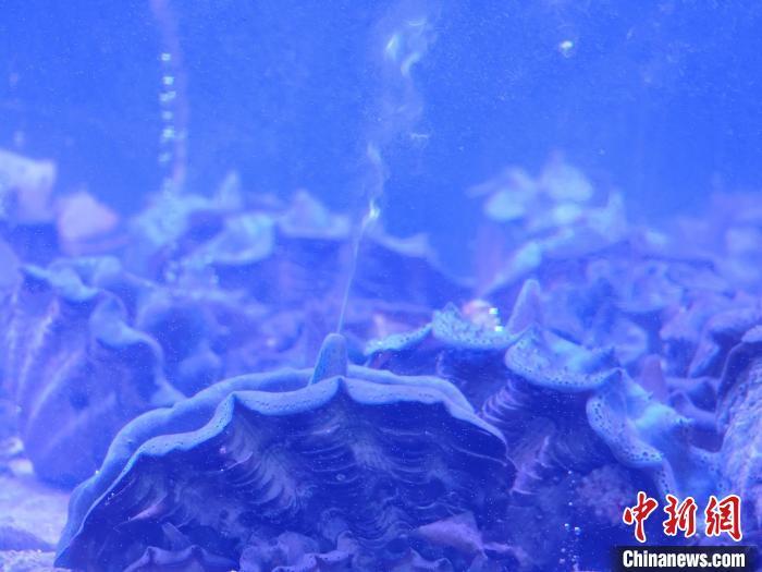 科普现场目击砗磲生殖繁衍神奇瞬间