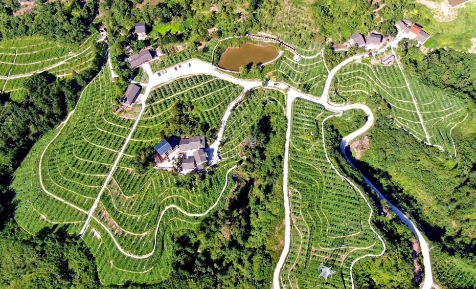 今日推出第二期"重庆市石柱县中益乡华溪村"——华溪村的黄精变"黄金"