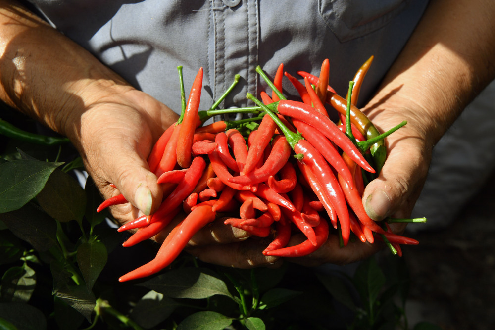 (经济)河南内黄:小辣椒"长成"大产业_腾讯新闻