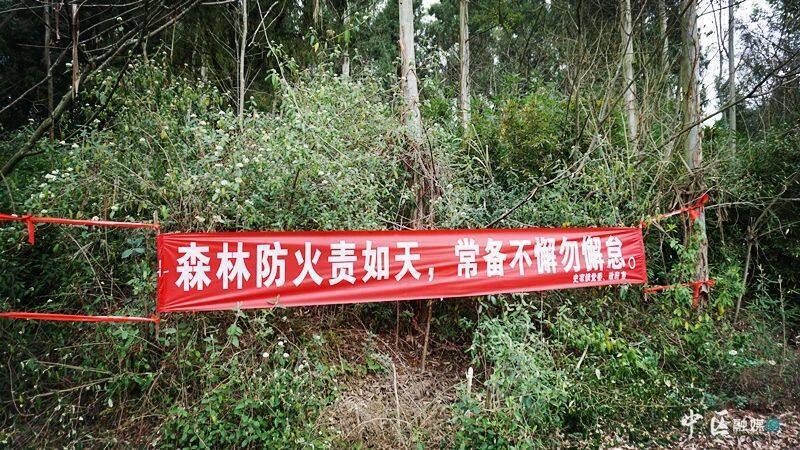 市中区织密"森林防火网"