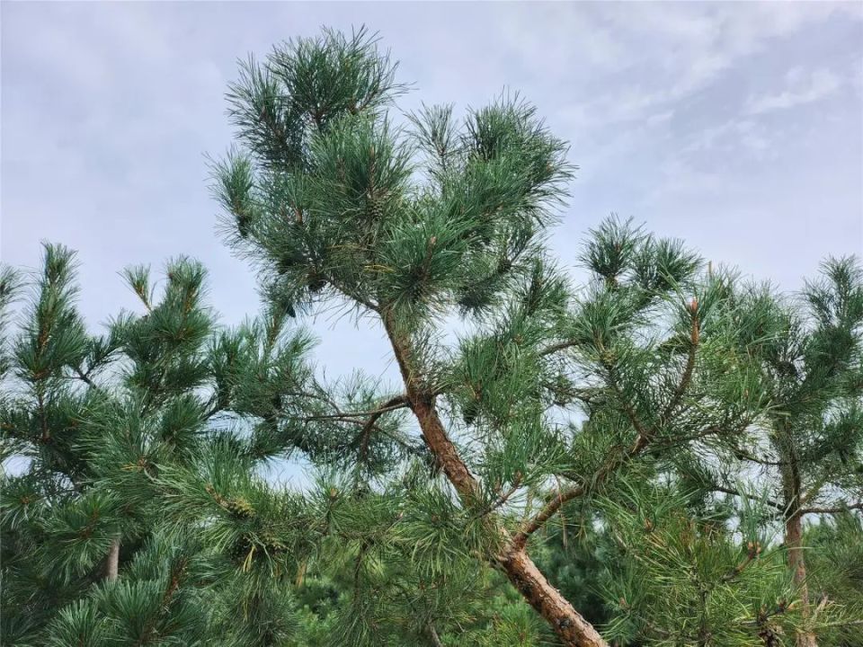 在专家团队的帮助下,内蒙古首例规模化樟子松嫁接红松试验在乌兰浩特