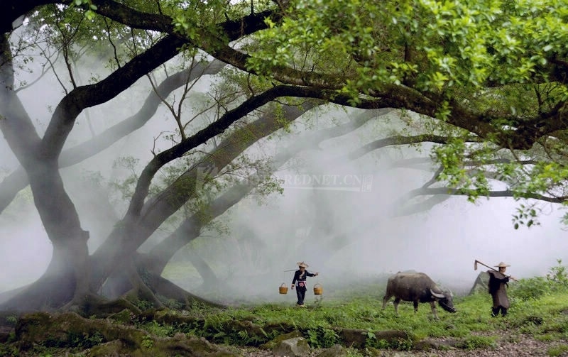 生态文学丨张逸云:一座村庄的绿色版图