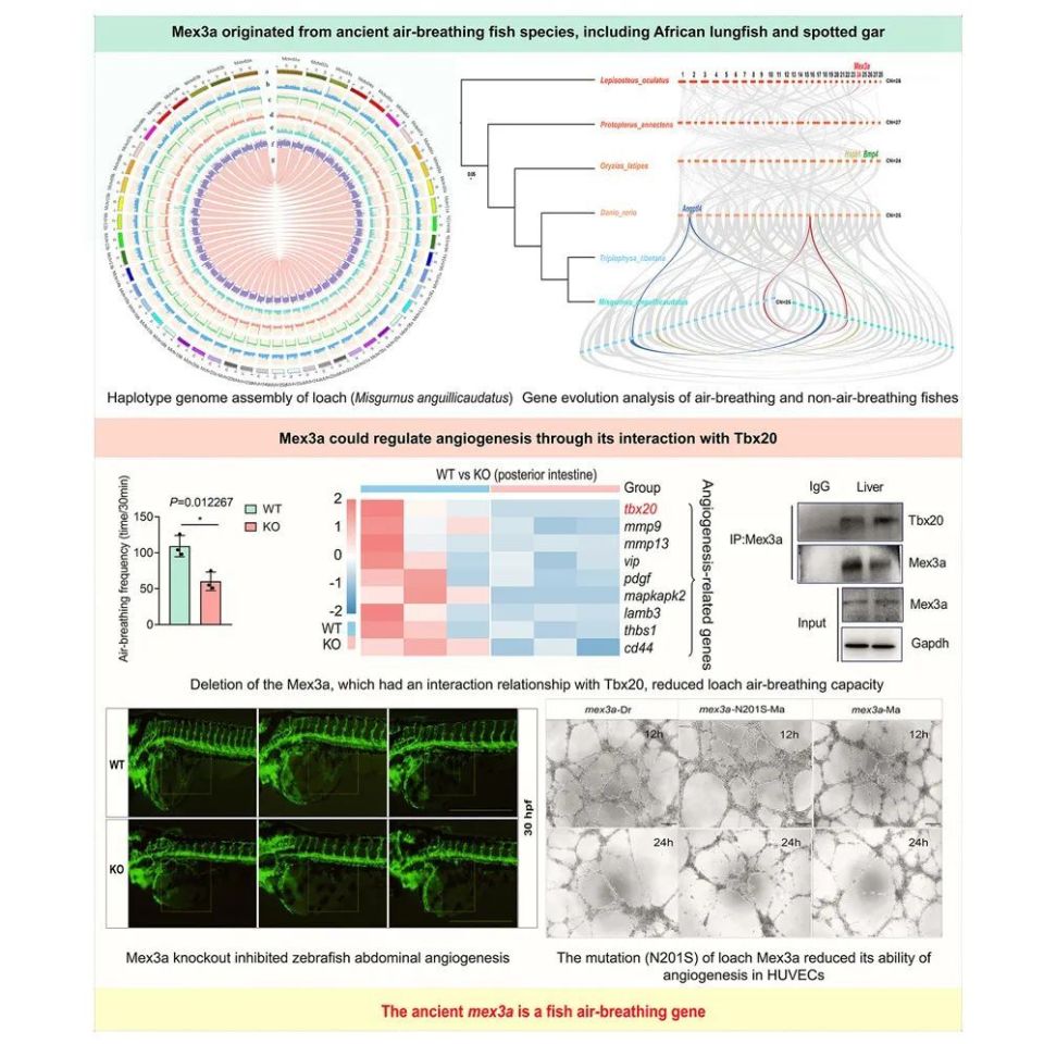 怎么鉴定呼吸套装真伪关乎母婴健康刻不容缓 ｜ Cell Genomics无创产前检测特刊_https://www.jmylbn.com_新闻资讯_第12张