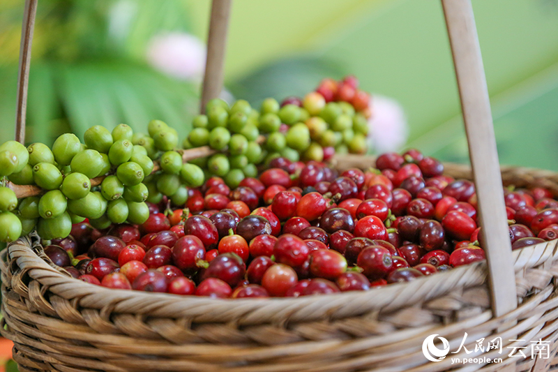三粒"洋种子"让世界遇见"云南味道"_腾讯新闻