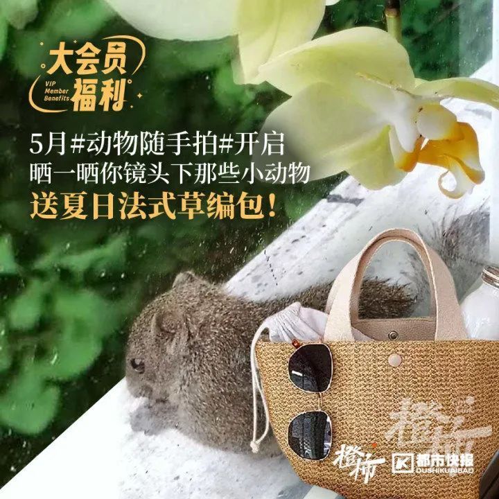 交出毛孩子们的"大头贴",来换萌宠惊喜盒子吧!