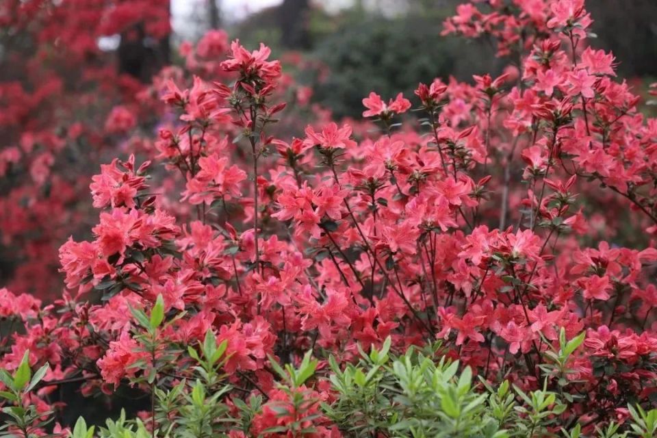 湖南,来这里看映山红!