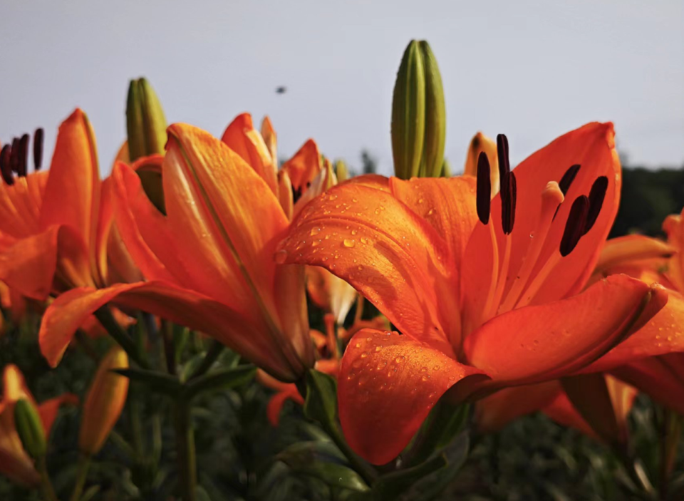 在菏泽市百合园东北角,树立着一块大型宣传牌,上面写着菏泽市农业科学