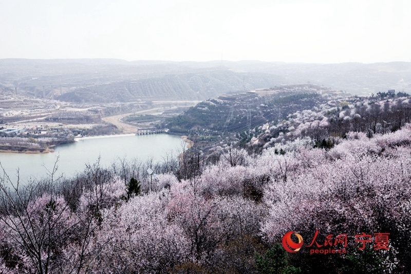 宁夏彭阳县又到山花烂漫时