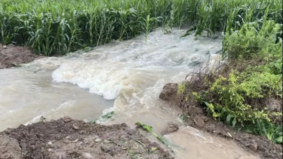 河南人浇了三次才保住的玉米地，最后被淹死了_腾讯新闻