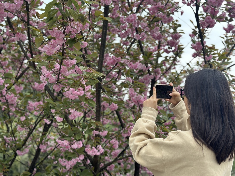 沙湾双山樱花基地图片