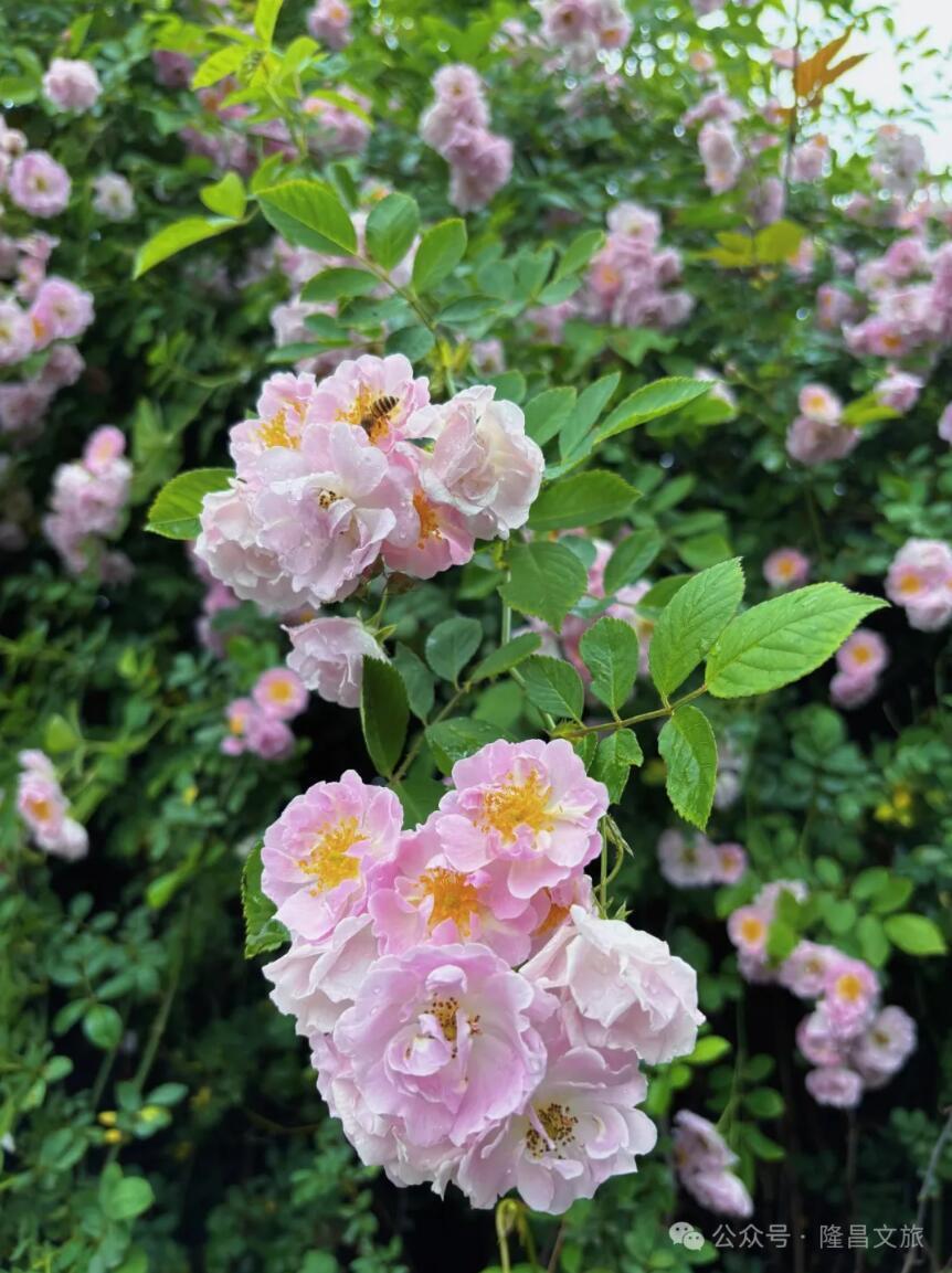 蔷薇花真实图片图片