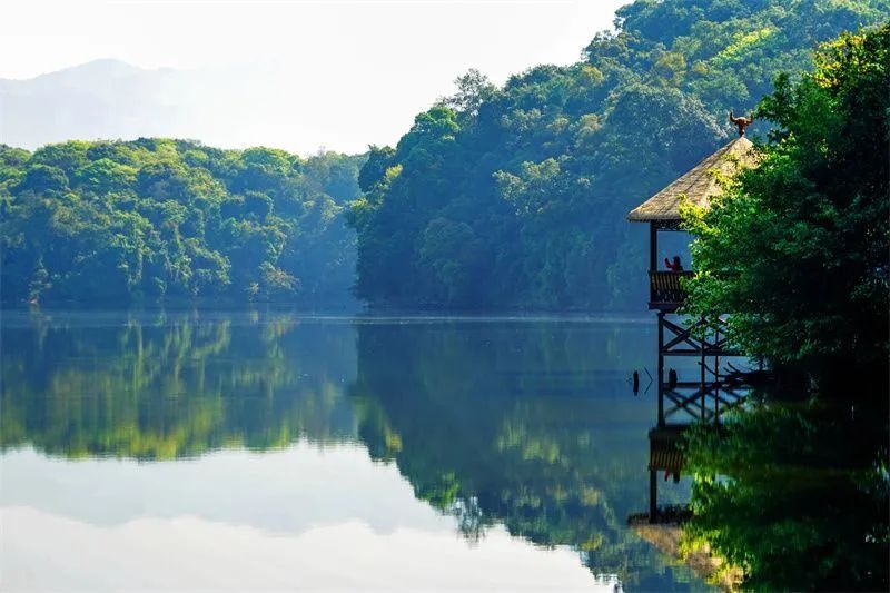 云南虫谷取景地西盟勐梭龙潭观赏深嵌于哀牢山中的"绿色明珠"杜鹃湖