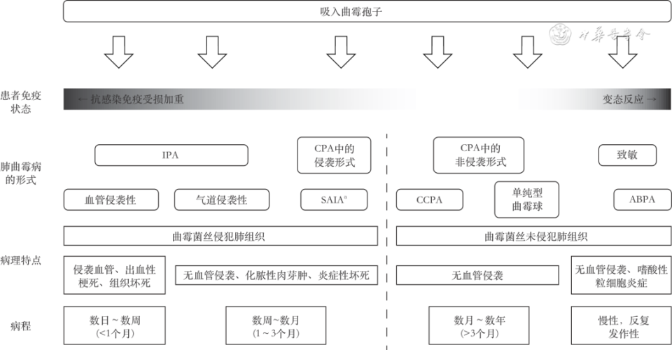 abp在医学是什么意思指南共识︱慢性阻塞性肺疾病伴肺曲霉病诊治和管理专家共识_https://www.jmylbn.com_新闻资讯_第1张