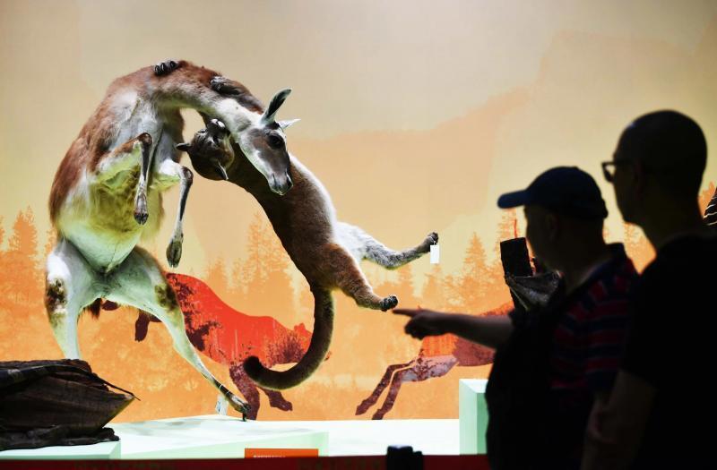 国家自然博物馆揭牌一周年 新增馆藏标本集中亮相