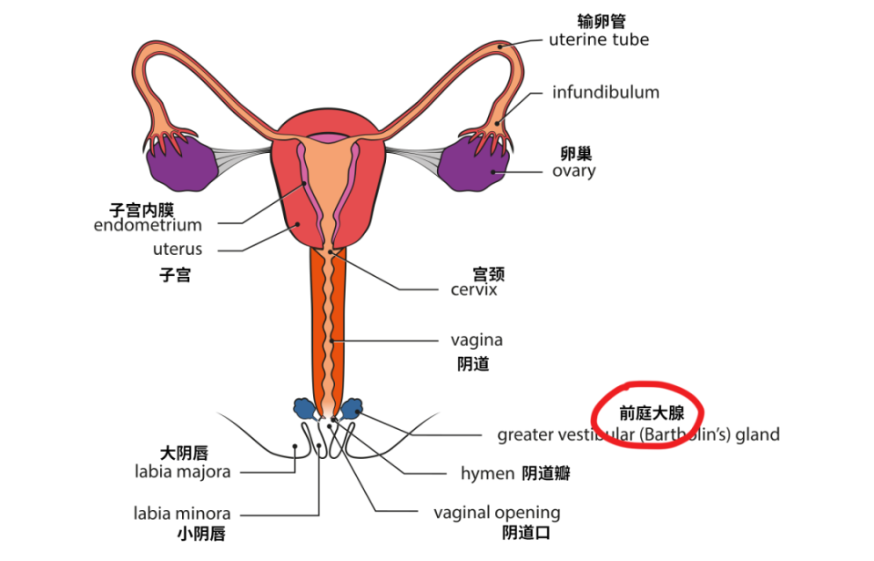 女性alpha腺体图片