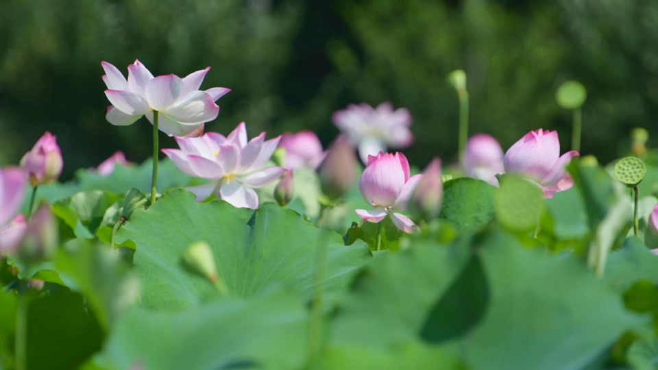 莲花美图大全图片