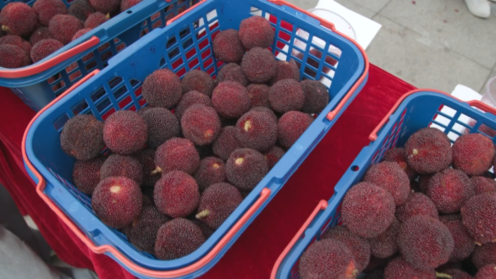 文成这个镇办杨梅节!好热闹-腾讯新闻