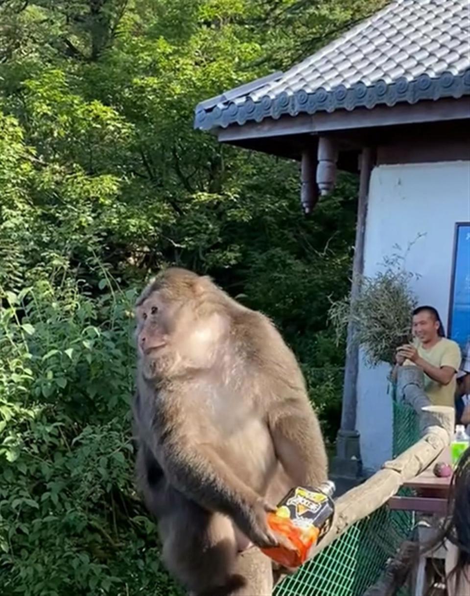 游客在峨眉山没看到猴子当场打市民热线要求必须看到猴子景区回应