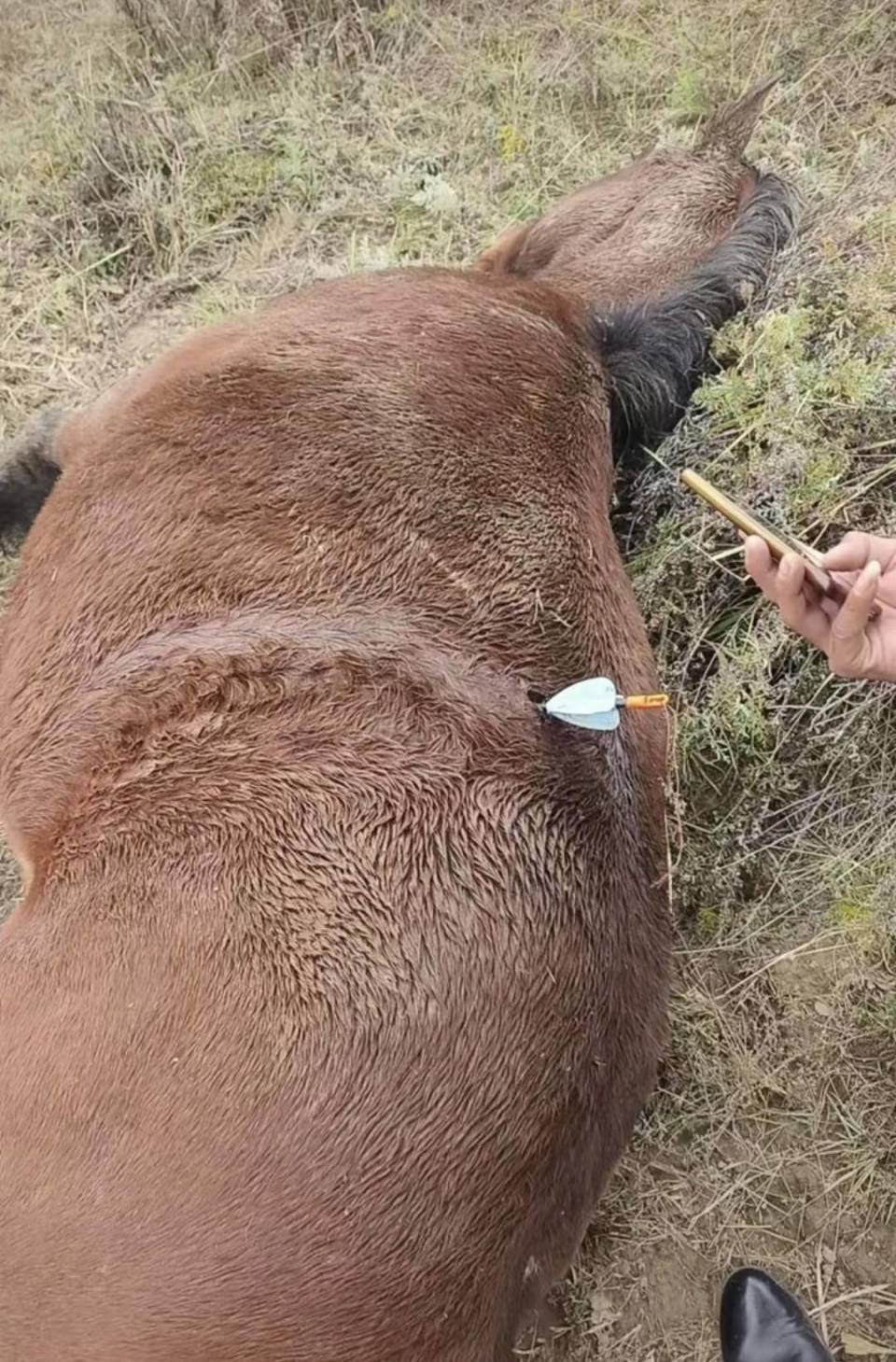 多地发生动物遭热成像无人机投箭射杀事件