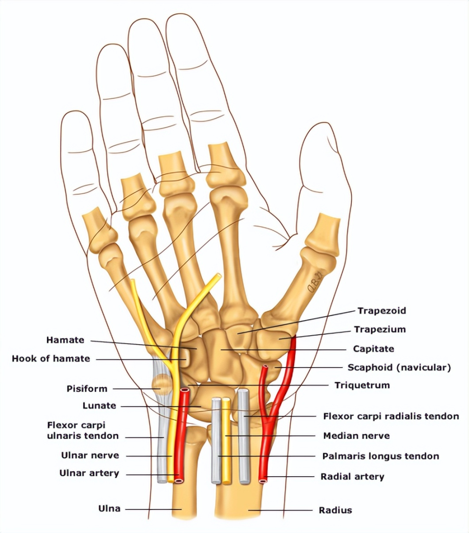 手腕部掌侧疼痛