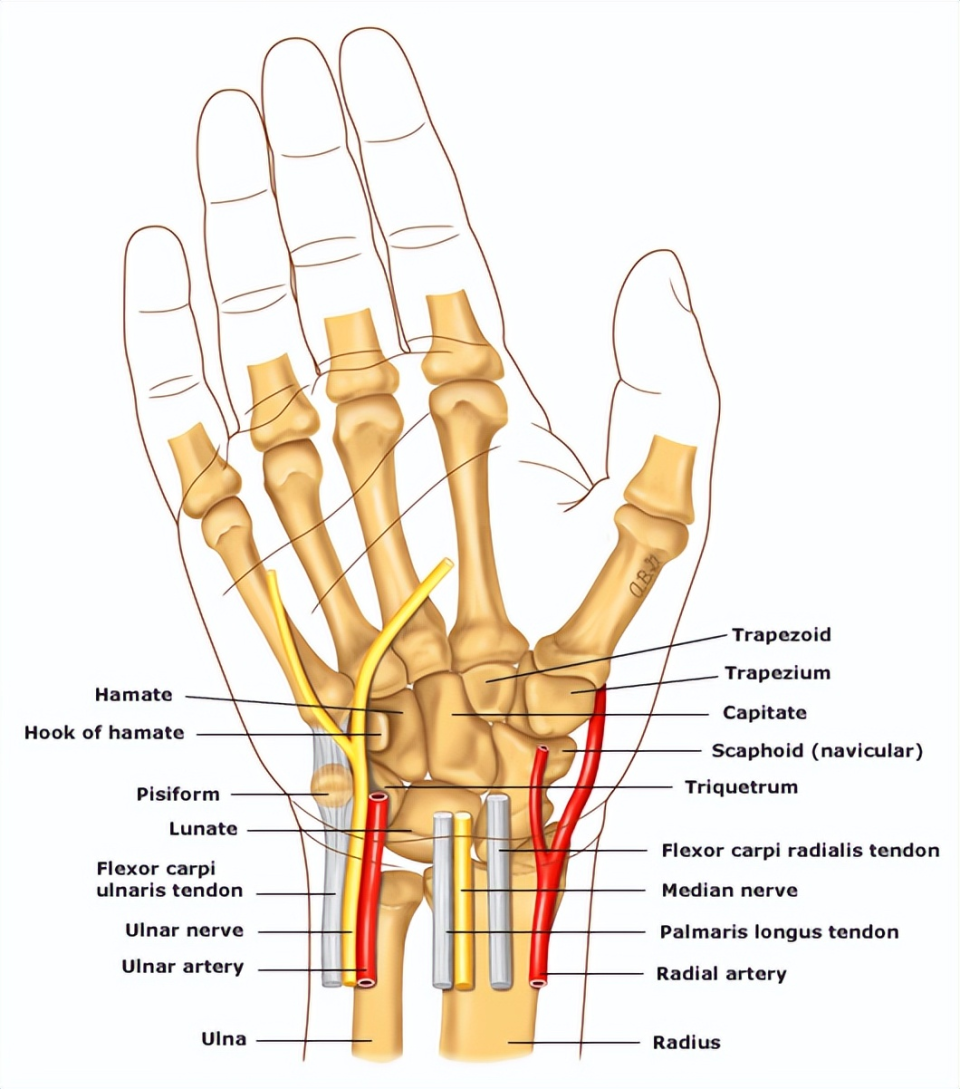 手腕骨部位名称图解图片