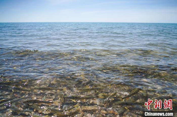 在青海省海北藏族自治州刚察县境内的青海湖圣泉湾景区观赏湟鱼洄游